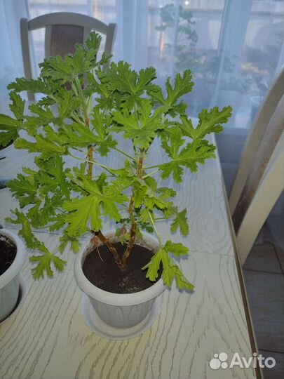 Комнатные растения цветы