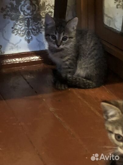Кошка