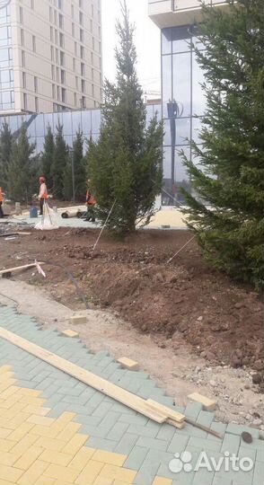 Ель обыкновенная 3-4 метра