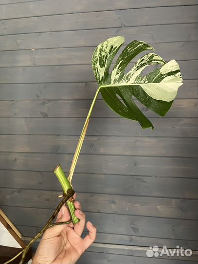 Монстера альба делициоза