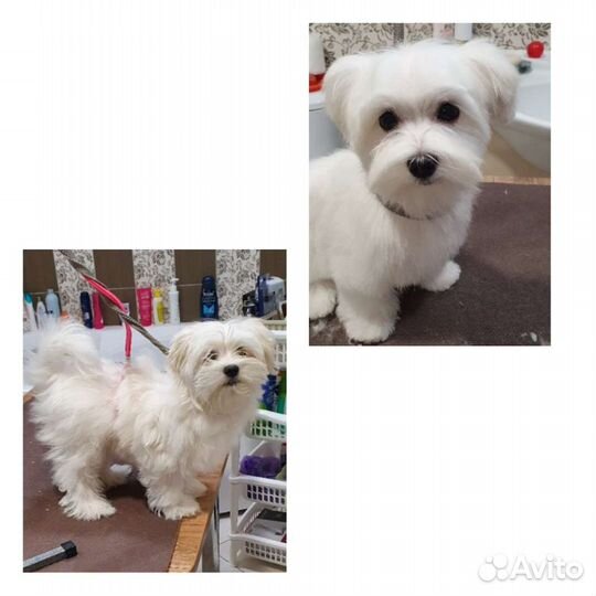 Стрижка собак мелких пород. Чистка зубов уз