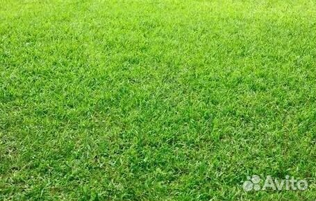 Укладка Рулонного газона