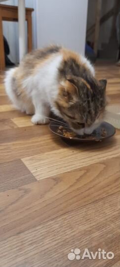 Кошка шотландская метис