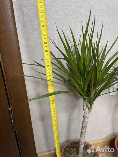 Пальма Драцена комнатные цветы