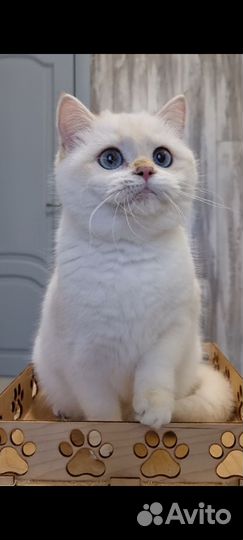 Британская шиншилла