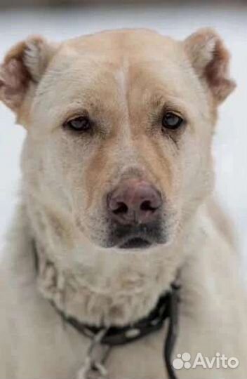 Гретта ищет дом