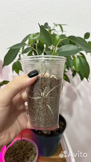 Фикус бенджамина