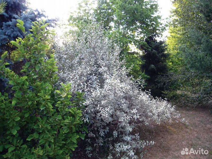 Лох серебристый (Elaeagnus commutata)