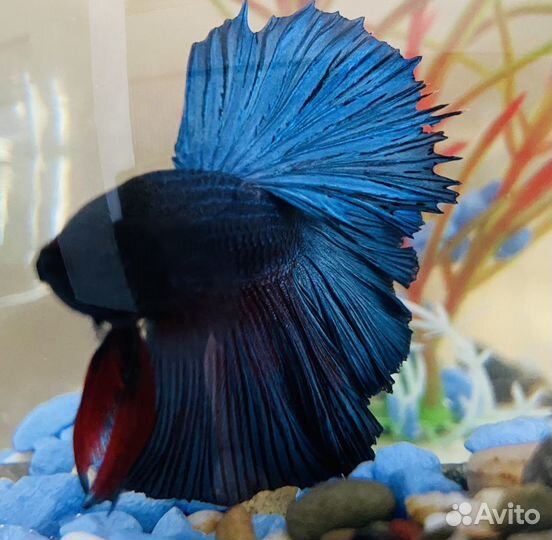 Аквариум+рыбка (петушок), грунт