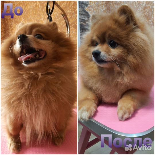 Стрижка собак и кошек