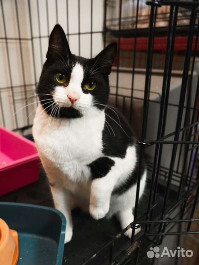 Котенок маркиз девочка – в дар