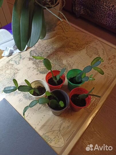 Декабрист, рипсалидопсис