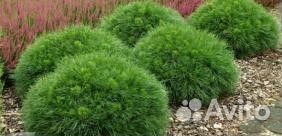 Сосна горная Варелла С5 20см