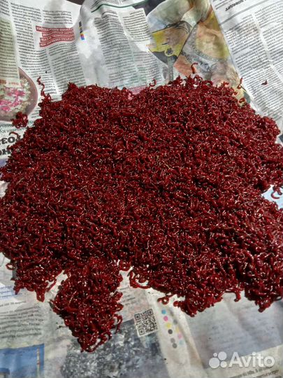 Продам мотыль