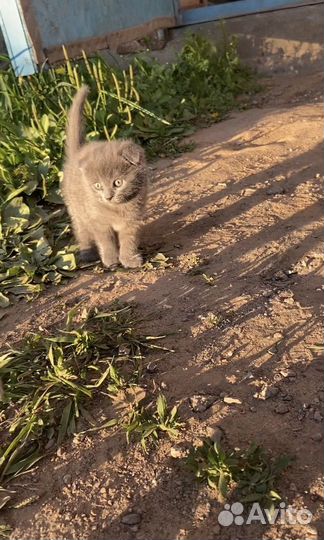 Котенок девочка в добрые руки