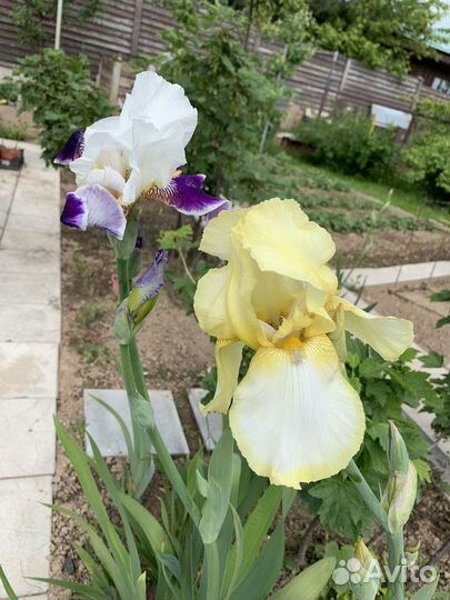 Многолетники для сада, первоцветы