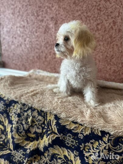 Кавашон девочка