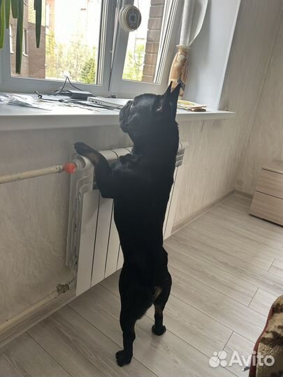 Французский бульдог