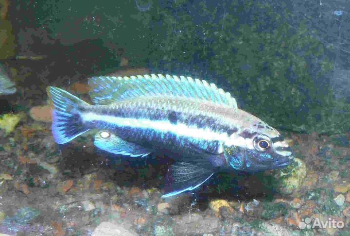 Малавийские цихлиды