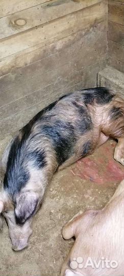 Хряк на племя