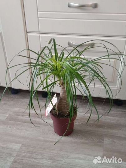 Нолина Бокарнея