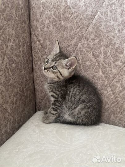 Котенок девочка в добрые руки