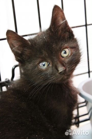 Мальчишки в дар