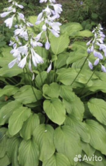 Хоста куст 3 розетки