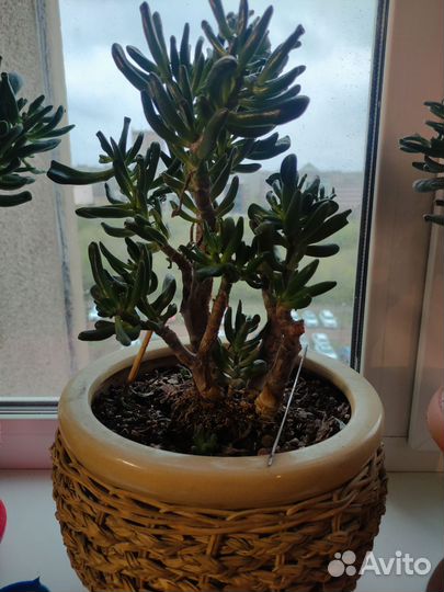 Крассула хоббит