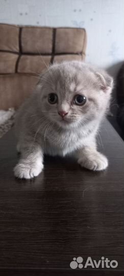 Шотландская