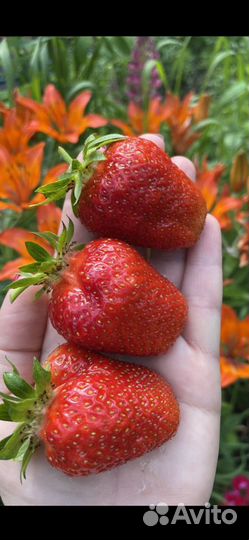 Клубника саженцы