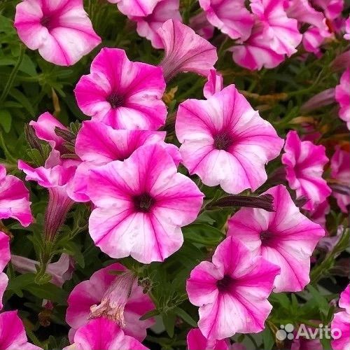 Вегетативная петуния