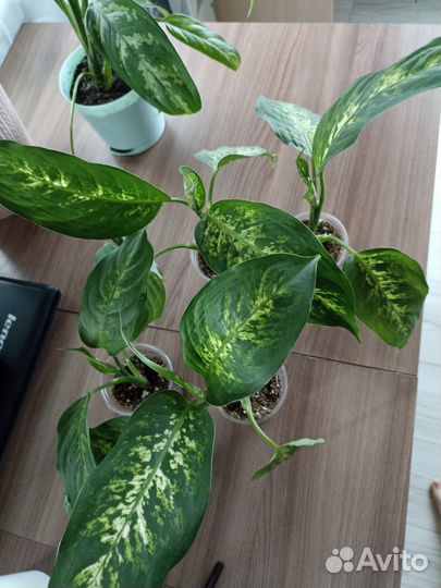 Диффенбахия