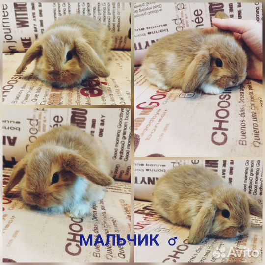 Вислоухие кролики