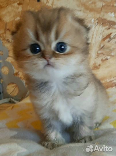 Замечательный мальчик. Бронь, есть ещё котята