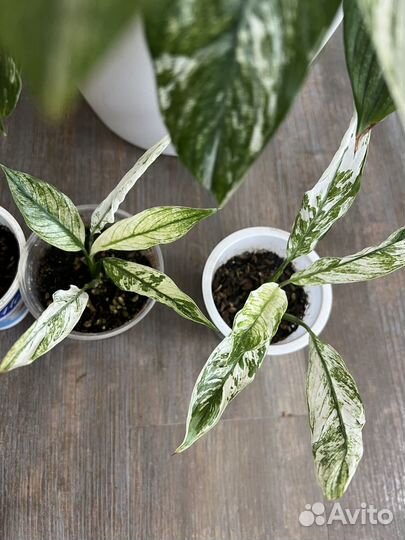 Спатифиллум вариегатный