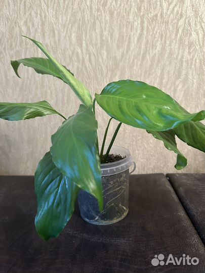 Спатифиллум-женское счастье