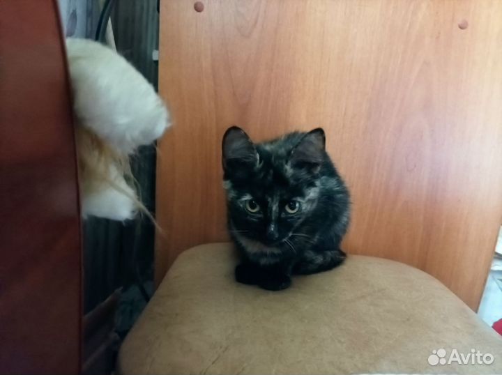 Кошки