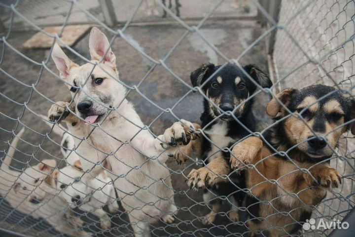 Собаки объявление