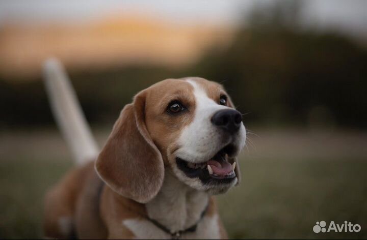Собака для фотосессии/бигль