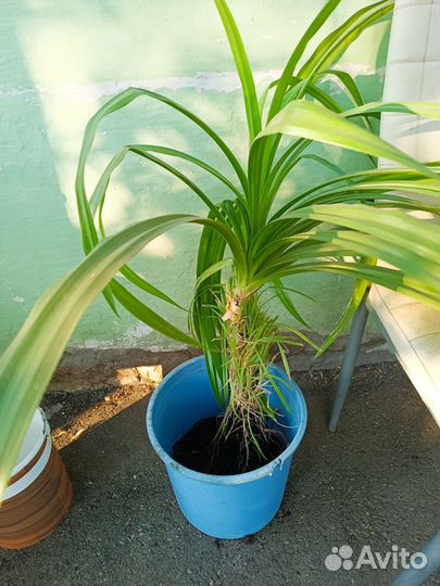 Пальма панданус