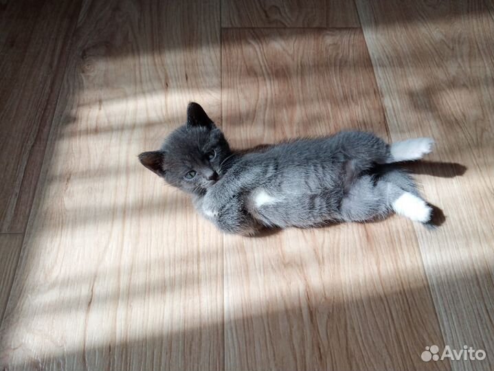 Кошечка