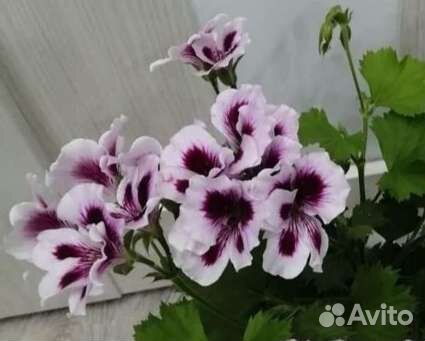 Пеларгония королевская