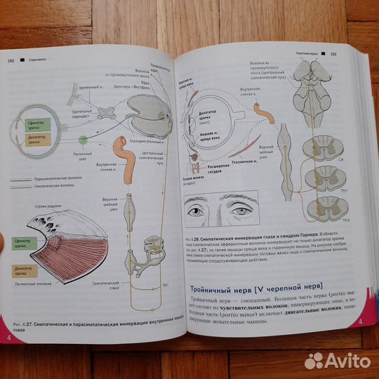 Топический диагноз в неврологии по Петеру Дуусу