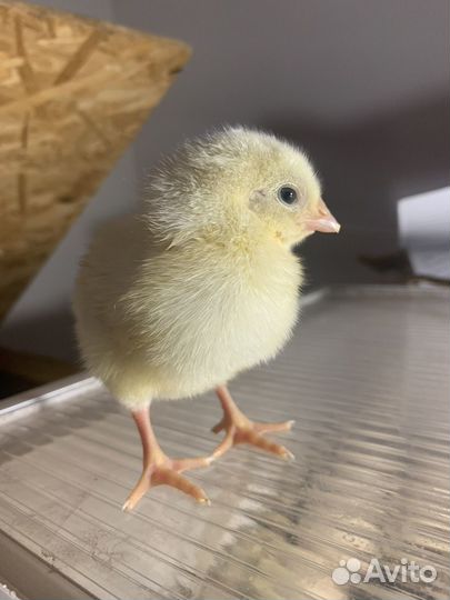 Подрощенные и суточные Бройлерные индюшата,цыплята