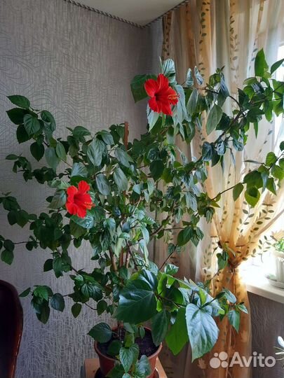 Гибискус китайская роза