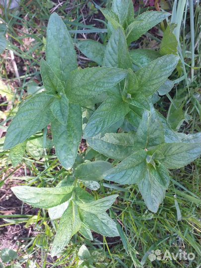 Рукола, мелисса, мята