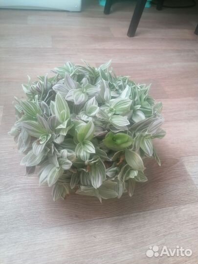 Цветок, забирать в Смоленщине