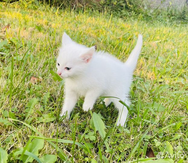 Котики бесплатно в добрые руки