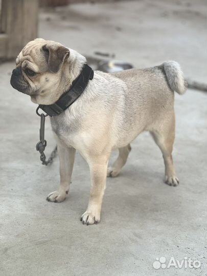 Мопс вязка мальчик
